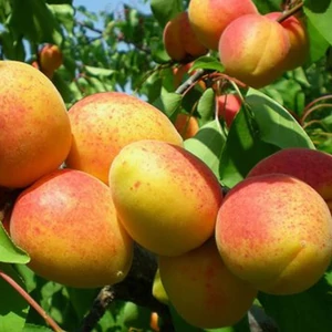 Prunus armeniaca 'Gönci magyar kajszi' / 'Gönci magyar kajszi' kajszibarackfa (szabadgyökeres)