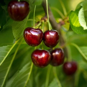 Prunus avium 'Bigarreau Burlat' / 'Bigarreau Burlat' cseresznyefa (szabadgyökeres)