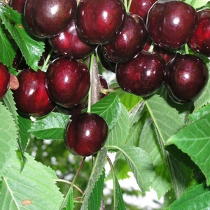 Prunus avium 'Rita' / 'Rita' cseresznyefa