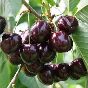 Prunus avium 'Szomolyai fekete' / 'Szomolyai fekete' cseresznyefa