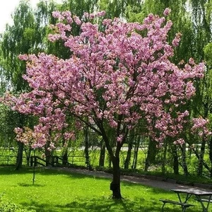 Prunus campanulata / Taiwani díszcseresznye
