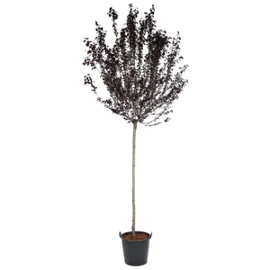 Prunus cerasifera 'Nigra' / Vérszilva fa