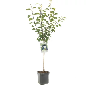 Prunus cerasus 'Reinische Schattenmorelle' / 'Reinische Schattenmorelle' balkon meggyfa