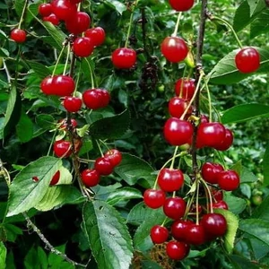 Prunus cerasus 'Cigánymeggy' / 'Cigánymeggy' meggyfa