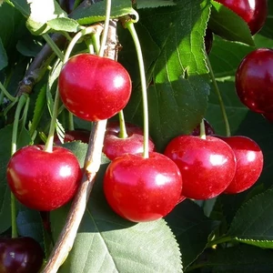 Prunus cerasus 'Érdi Bőtermő' / 'Érdi Bőtermő' meggyfa
