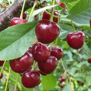 Prunus cerasus 'Meteor Korai' / 'Meteor Korai' meggyfa
