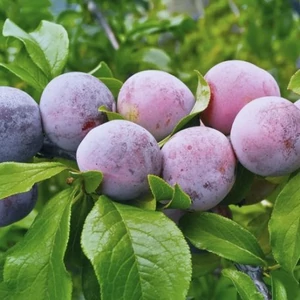 Prunus domestica 'Althann Ringló' / 'Althann Ringló' szilvafa