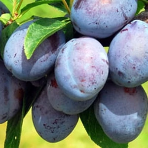 Prunus domestica 'Besztercei Nm. 122' / Besztercei Nm. 122 szilvafa (szabadgyökeres)