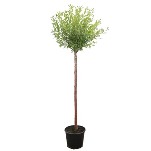 Prunus fruticosa 'Globosa' / Gömb csepleszmeggy fa