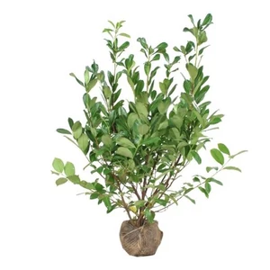 Prunus laurocerasus 'Mano' / Törpe babérmeggy