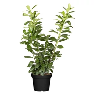 Prunus laurocerasus 'Genolia' / Oszlopos babérmeggy