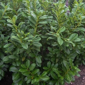 Prunus laurocerasus 'Novita' / Babérmeggy