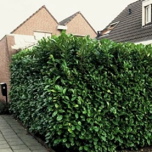 Prunus laurocerasus 'Novita' / Babérmeggy (földlabdás)