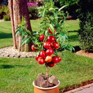 Prunus persica 'Ipanema' / 'Ipanema' balkon őszibarackfa