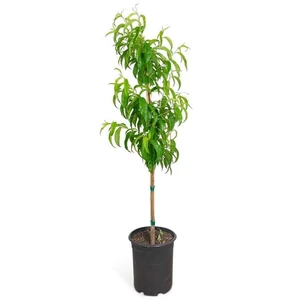 Prunus persica 'Ipanema' / 'Ipanema' balkon őszibarackfa