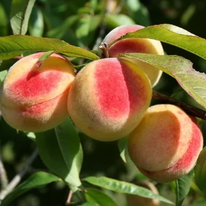 Prunus persica 'Champion' / 'Champion' őszibarackfa (szabadgyökeres)