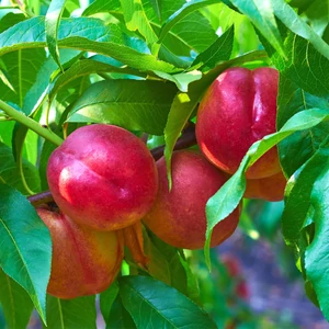 Prunus persica 'FruitMe NectaMe' / Törpe nektarinfa