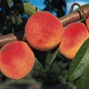 Prunus persica 'Redhaven' / 'Redhaven' konténeres őszibarackfa 