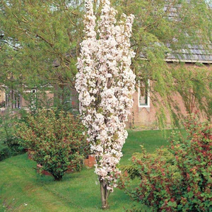 Prunus serrulata 'Amanogawa' / Oszlopos japán díszcseresznye fa (földlabdás)