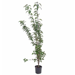 Prunus serrulata 'Amanogawa' / Oszlopos japán díszcseresznye fa