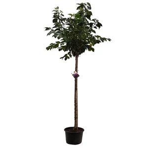 Prunus serrulata 'Kanzan' / Japán díszcseresznye fa