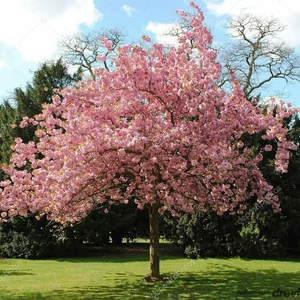 Prunus serrulata 'Kanzan' / Japán díszcseresznye fa