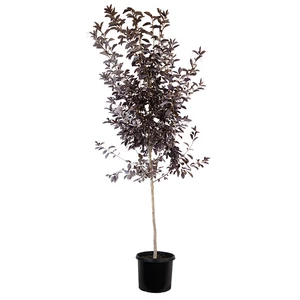Prunus virginiana 'Canada Red' / Vörös levelű májusfa, Virginiai zelnicemeggy