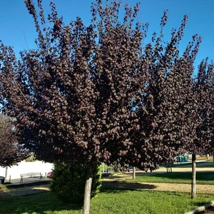 Prunus virginiana 'Schubert' / Vörös levelű májusfa, Virginiai zelnicemeggy