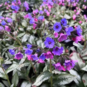 Pulmonaria saccharata 'Majeste' / Tüdőfű