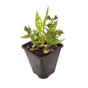 Pulmonaria saccharata 'Silverado' / Tüdőfű
