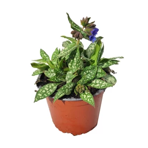 Pulmonaria 'Trevi Founatin' / Tüdőfű