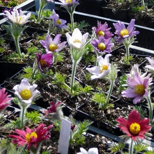 Pulsatilla vulgaris 'Prima Papagena' / Kökörcsin színkeverék