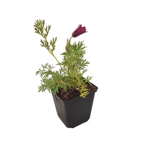 Pulsatilla vulgaris 'Rubra' / Piros virágú kökörcsin