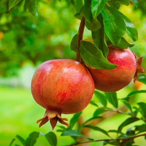 Punica granatum 'Emericus'  /  Gránátalma (gyümölcstermő)