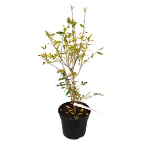 Punica granatum 'Crimson Sky'  /  Gránátalma (gyümölcstermő)