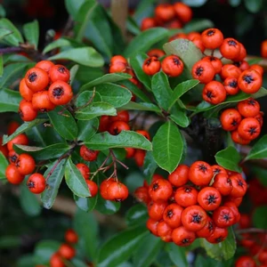 Pyracantha 'Mohave' / Tűztövis