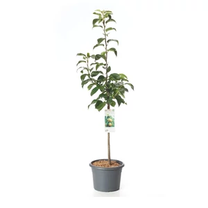 Pyrus pyrifolia 'Nijisseiki' / Japán körte, nashi