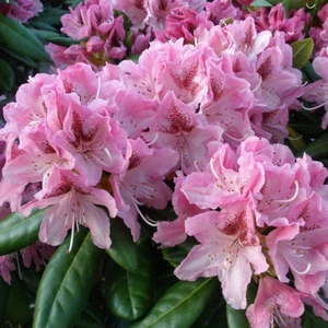 Rhododendron hybrid 'Cosmopolitan' / Örökzöld havasszépe