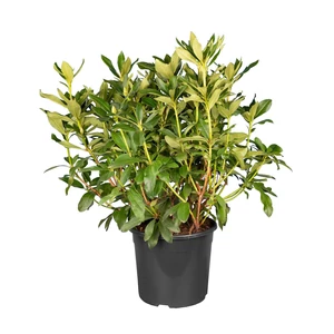 Rhododendron 'Cunningham's White' / Örökzöld havasszépe