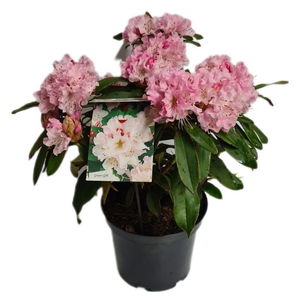 Rhododendron hybrid / Havas szépe