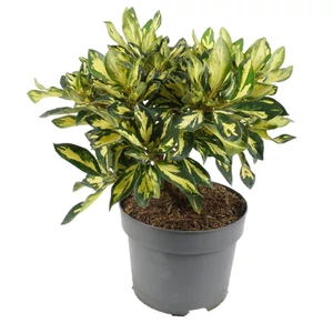 Rhododendron hybrid 'Goldfinger' / Sárga - tarka levelű havasszépe
