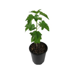 Ribes nigrum 'Fertődi 1' / 'Fertődi 1' fekete ribiszke