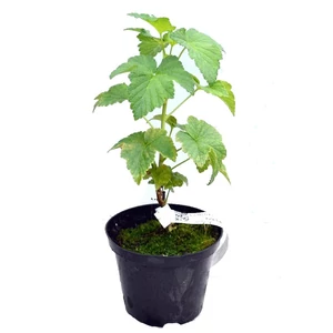 Ribes nigrum 'Titania' / 'Titania' fekete ribizli bokor