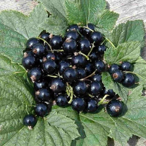 Ribes nigrum 'Titania' / 'Titania' fekete ribizli bokor