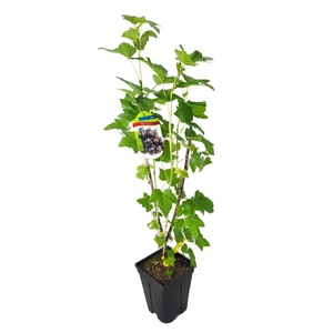 Ribes nigrum 'Titania' / 'Titania' fekete ribizli bokor