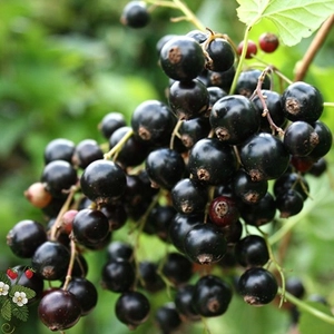 Ribes rubrum 'Fertődi I.' / Fertődi I. fekete ribizli bokor (magastörzsű, szabadgyökeres)