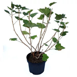 Ribes rubrum 'Jonkheer Van Tets' / Piros ribizli bokor 'Jonkheer van tets'