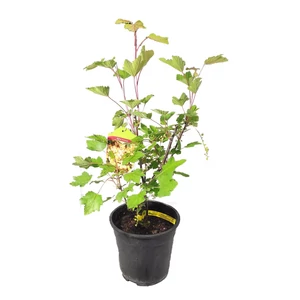 Ribes sativa 'Blanka' / 'Blanka' fehér ribizli bokor