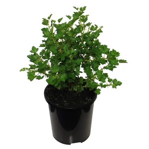 Rives Uva-crispa 'Pallagi Óriás' / Pallagi Óriás egres bokor