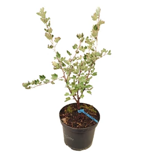 Ribes Uva-crispa 'Zöld Győztes' / 'Zöld Győztes' egres bokor